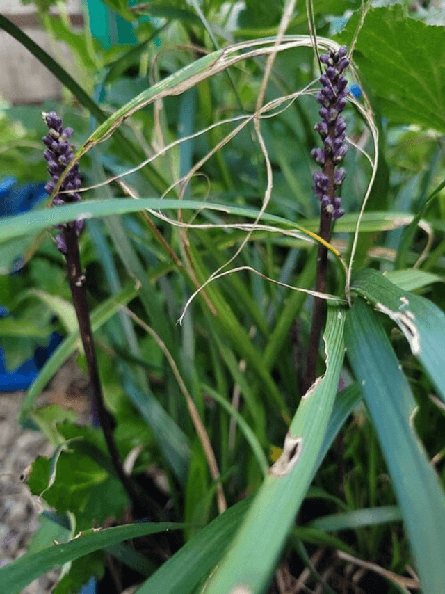 Liriope &#039;Amethyst &#039; 3 litre 