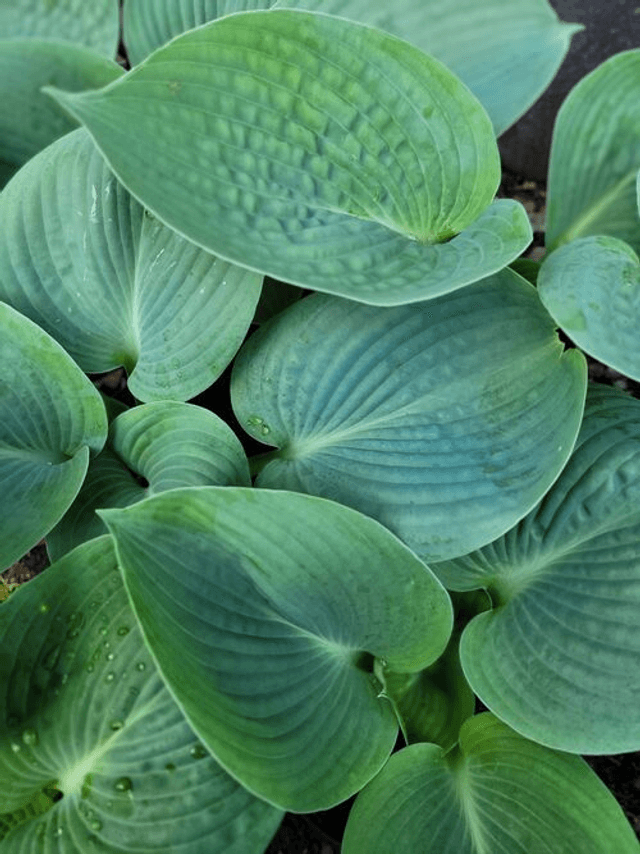 Hosta &#039;Love Pat&#039; 1 litre 