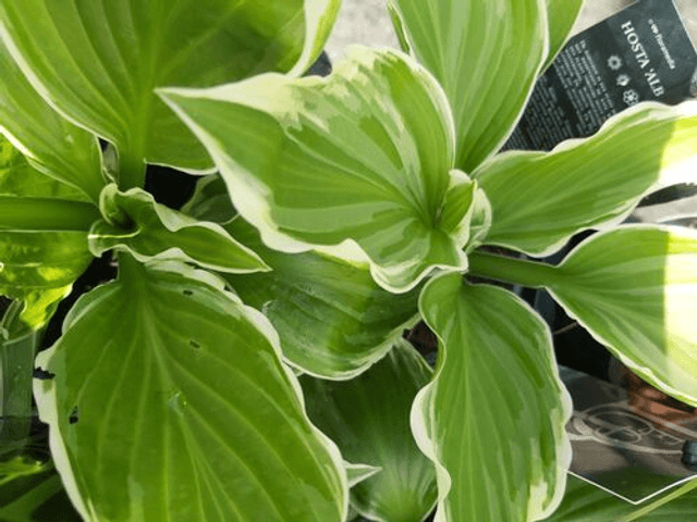 Hosta fortunei &#039;Undulata Albomarginata&#039; 