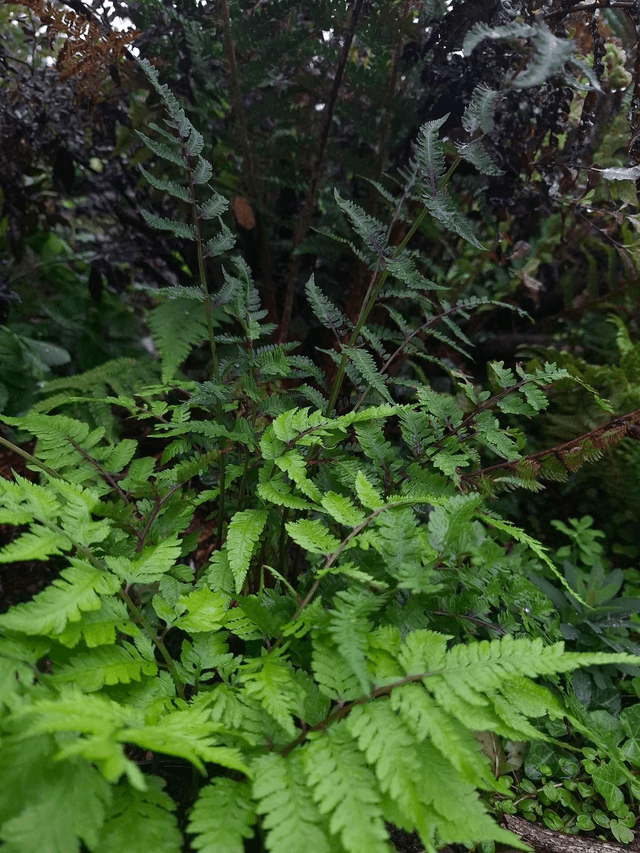 Athyrium nipponicum 1 litre