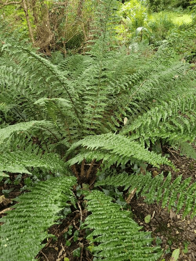 Dryopteris affinis &#039;Cristata Angustata&#039;