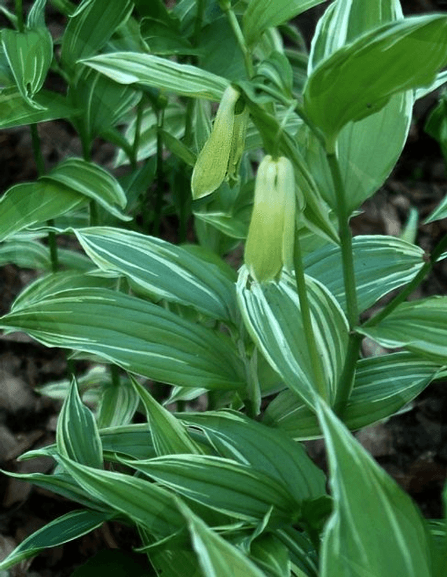 Disporum sessile &#039;Variagatum&#039;  1 litre