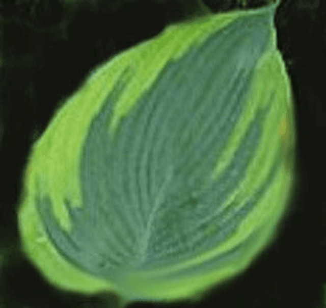 Hosta &#039;Alvatine Taylor&#039; 