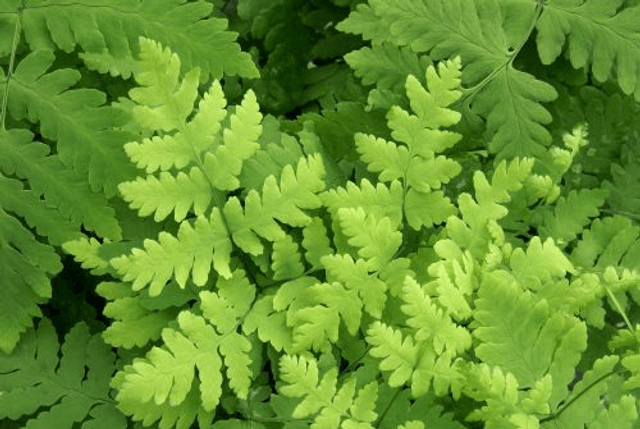 Gymnocarpium dryopteris &#039;Plumosum&#039;- Oak Fern 1 litre