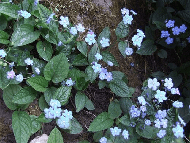 Omphalodes verna 1 litre
