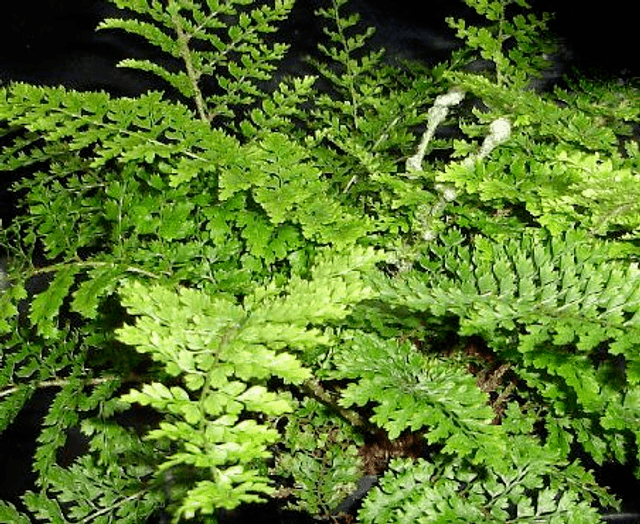 Polystichum setiferum &#039;Plumosum Densum&#039; 1 litre 