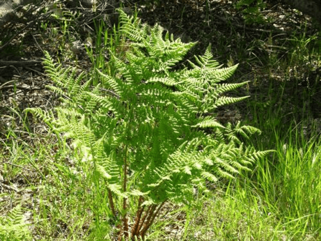 Dryopteris dilitata