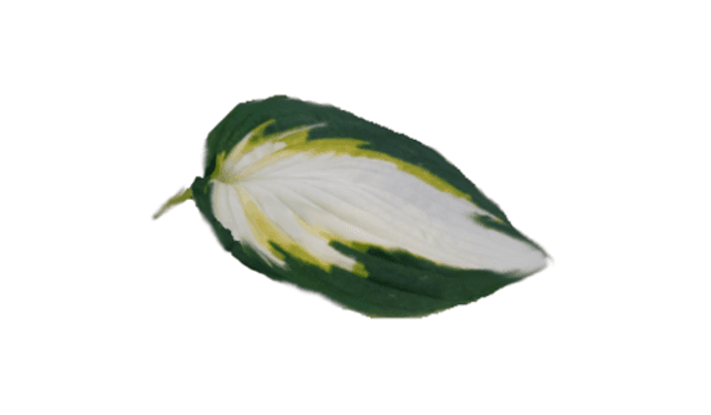 Hosta &#039;Color Festival&#039; 1 litre