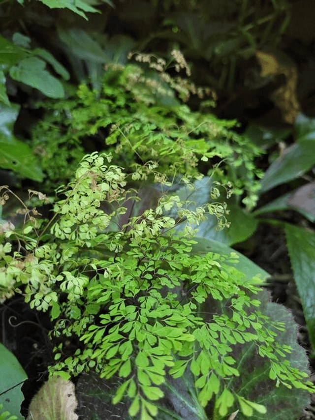 Adiantum microphyllum 9cm