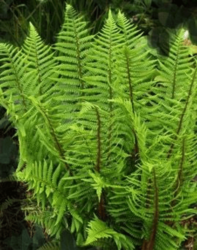 Dryopteris buschiana- Thick-Stemmed Wood Fern 9cm