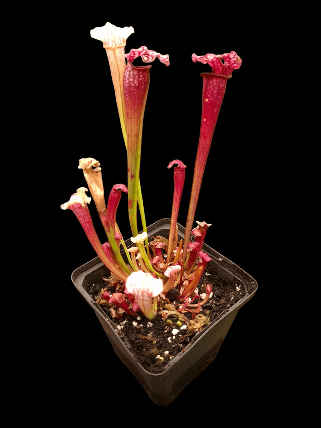Sarracenia &#039;Pink Thing&#039; X Sarracenia leucophylla 9cm