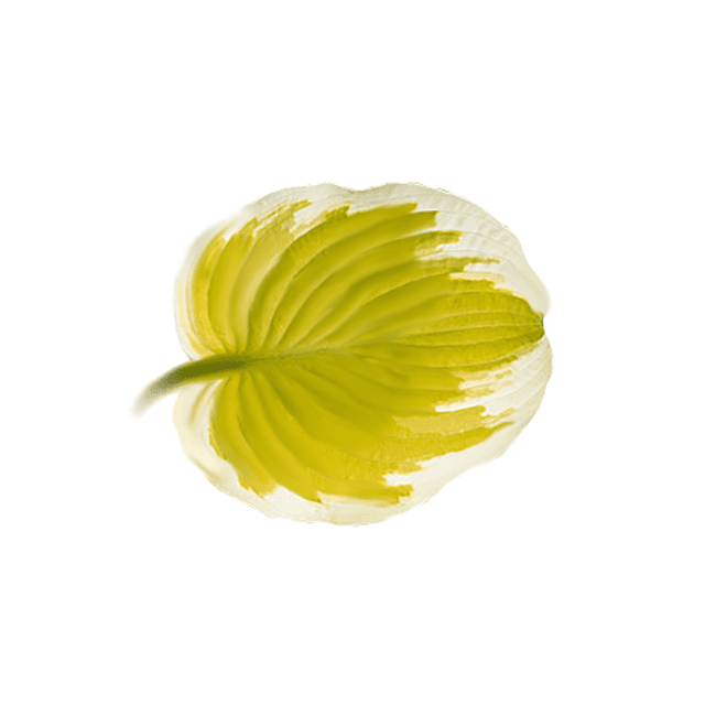 Hosta &#039;Spring Morning&#039; 1 litre