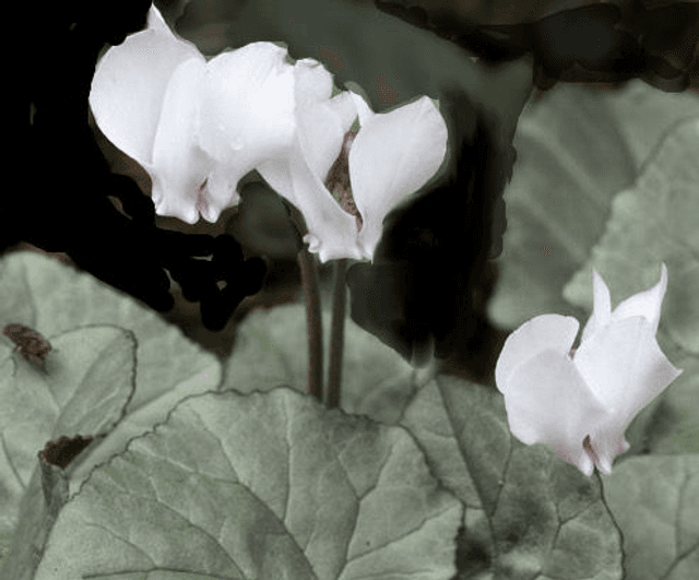 NEW!!! Cyclamen hederifolium &#039;Silver Leaf Album&#039; P9