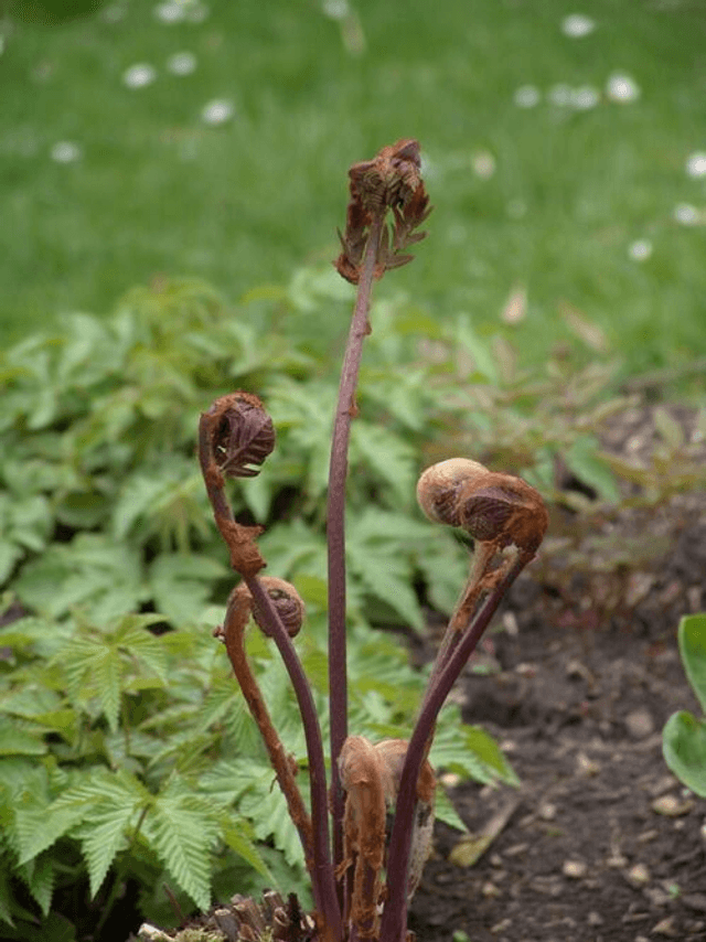 Osmunda regalis &#039;Purpurascens&#039; Purple Royal fern 1 litre