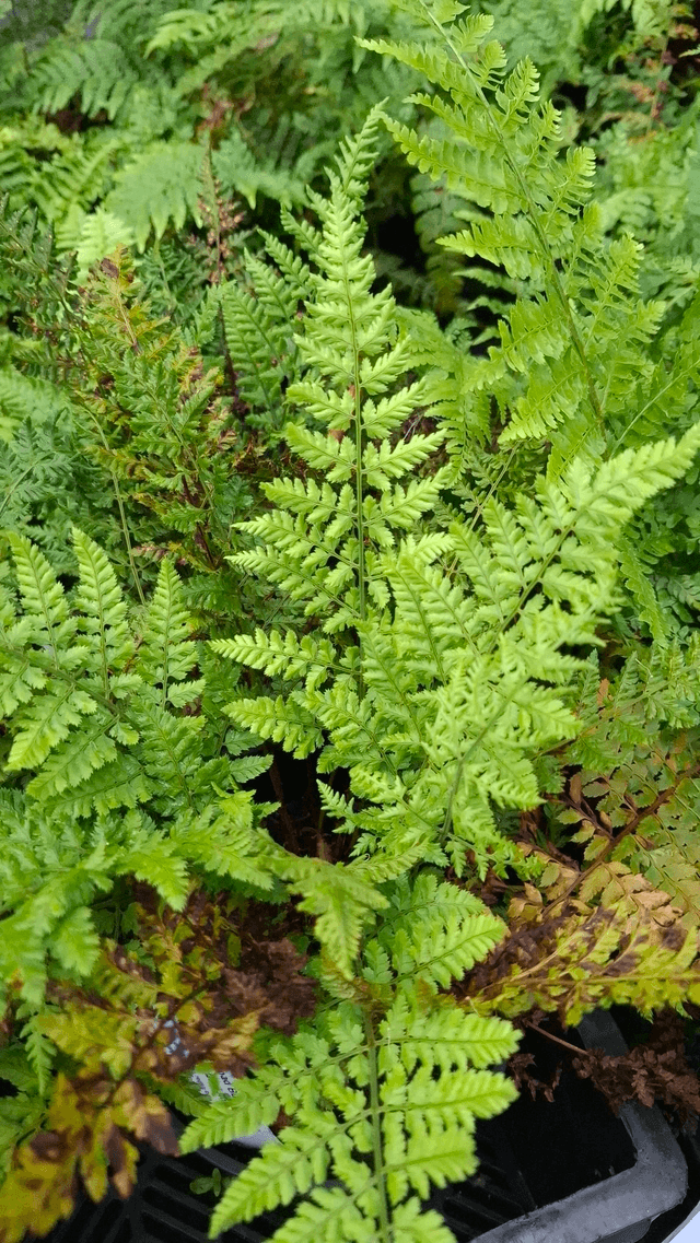 Dryopteris dilitata &#039;Jimmy Dyce&#039; 2 litre