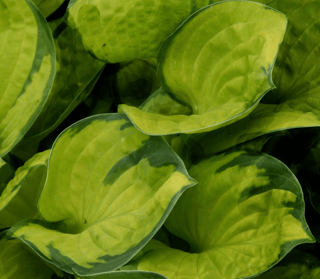 Hosta &#039;Rainforest Sunrise&#039; 1 litre