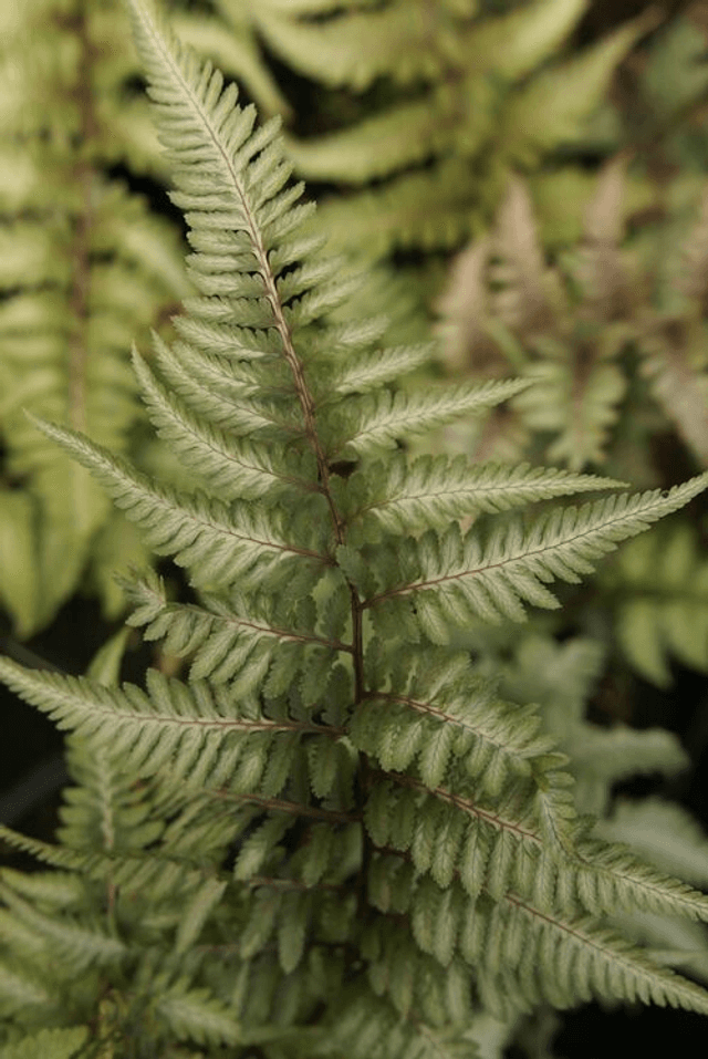 Athyrium nipponicum &#039;Pewter Lace&#039; plug plant