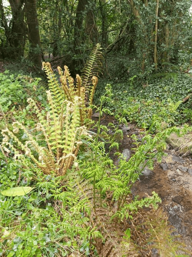 Native Fern collection -7 x 9cm potted ferns