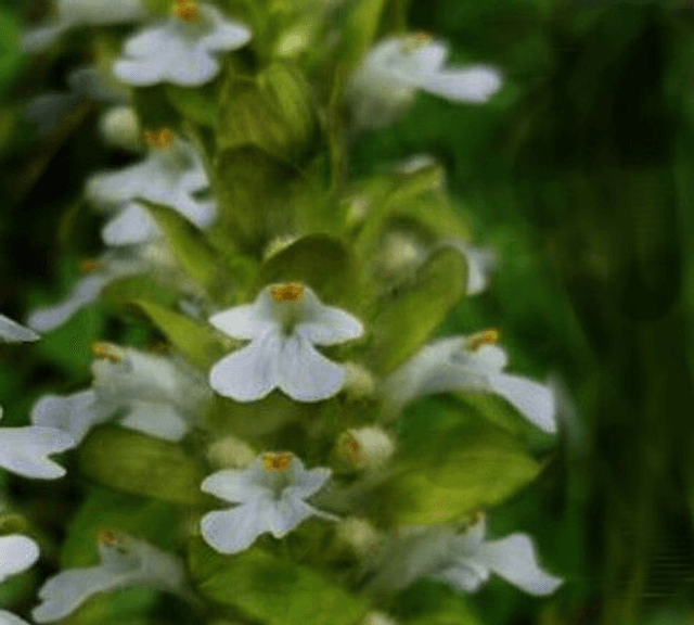 Ajuga reptans &#039;Alba&#039; 1 litre