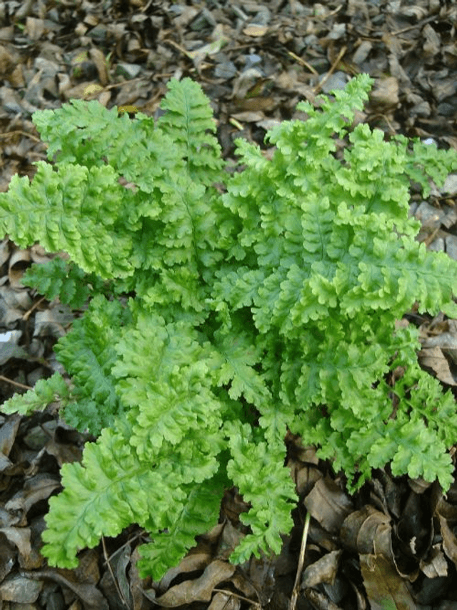 Dryopteris filix-mas &#039;Crispa&#039; 