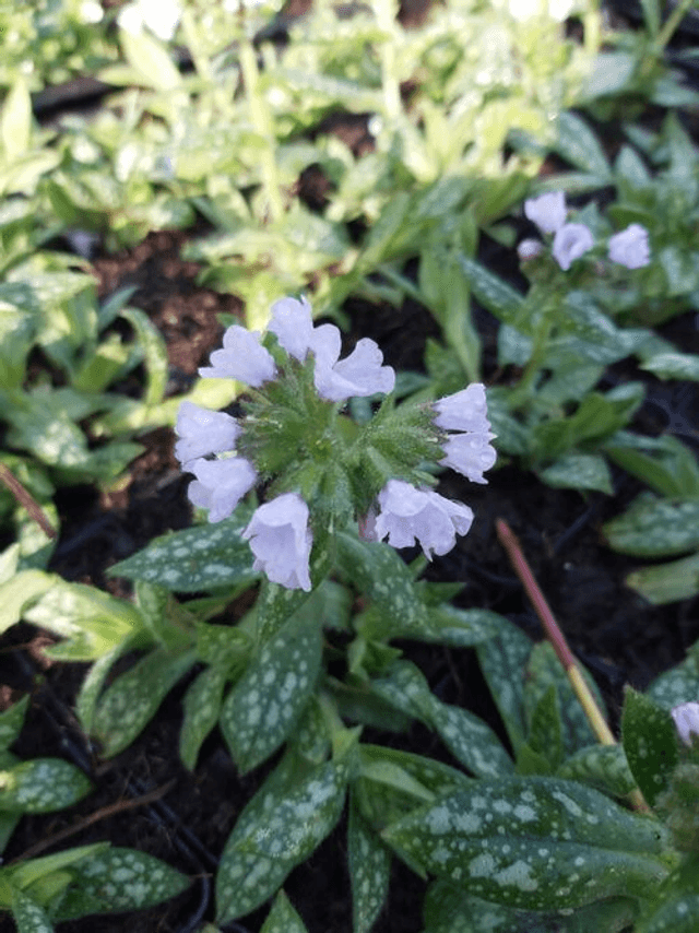Pulmonaria &#039;Opal&#039; (Ocupol) P9