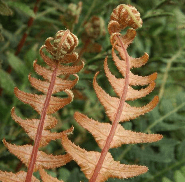 Doodia media- Rasp Fern 1 litre