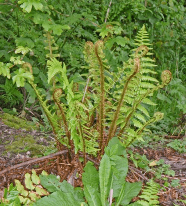 Dryopteris affinis - Golden Scale Male Fern 9cm