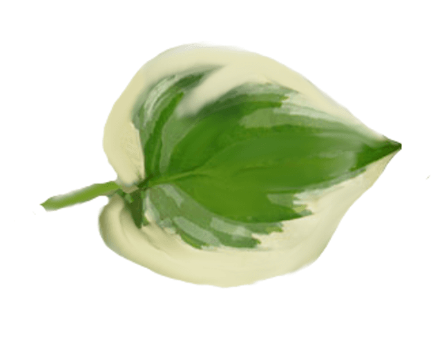 Hosta &#039;So Sweet&#039; 