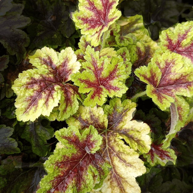 Heucherella &#039;Golden Zebra&#039; P9