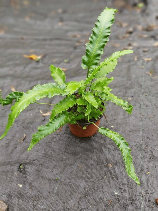 Asplenium scol. ‘Angustifolia’ 1 litre