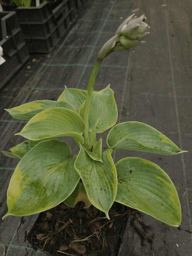 Hosta tokudama &#039;Flavocircinalis&#039; 2 litre