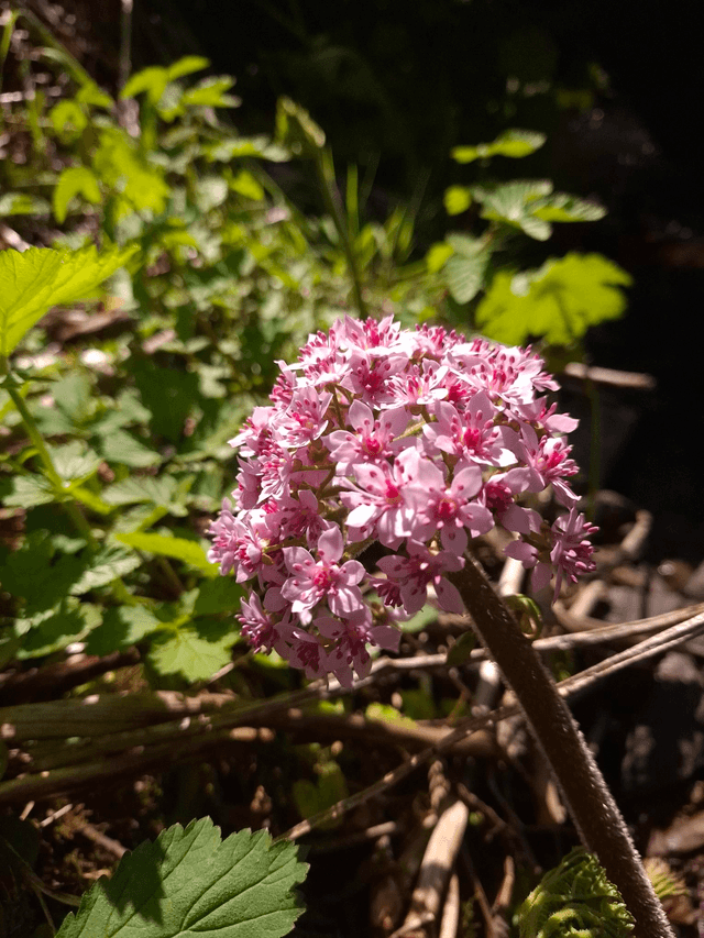 Darmera peltata p9