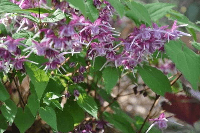 Epimedium grandiflorum -&#039;Lilac Fairy&#039; 1 litre 