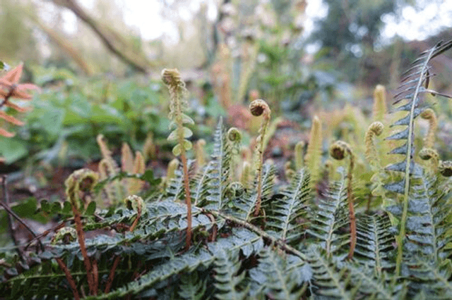 Blechnum penna-marina - Little Hard Fern P9 (0.5 litre)