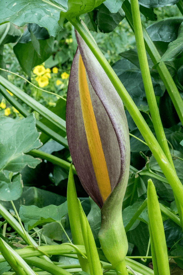 Arum concinatum 1 litre