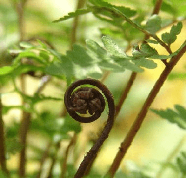 Athyrium vidalii plug plant