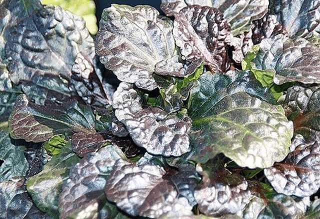 Ajuga reptans &#039;Black Scallop&#039; P9 (0.5l)