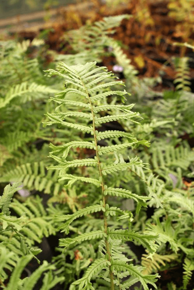 Dryopteris affinis &#039;Polydactyla Dadds&#039; Many Fingered Male Fern 1 litre