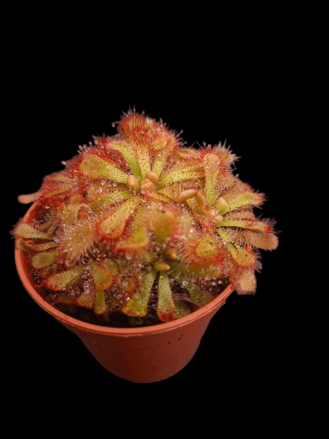 Drosera alicaliae 6cm