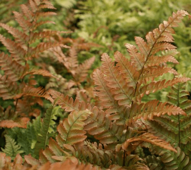 Dryopteris erythrosora Rosy Buckler Fern 9cm