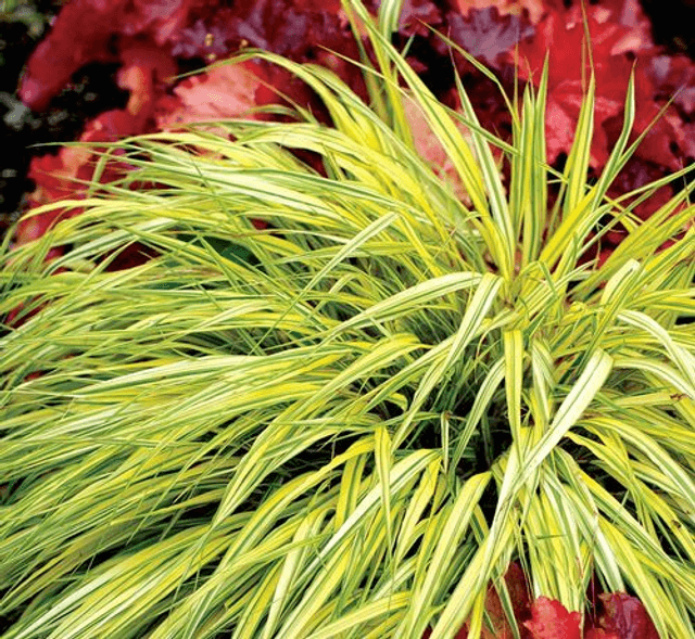 Hakonechloa macra &#039;Stripe it Rich&#039; 1 litre