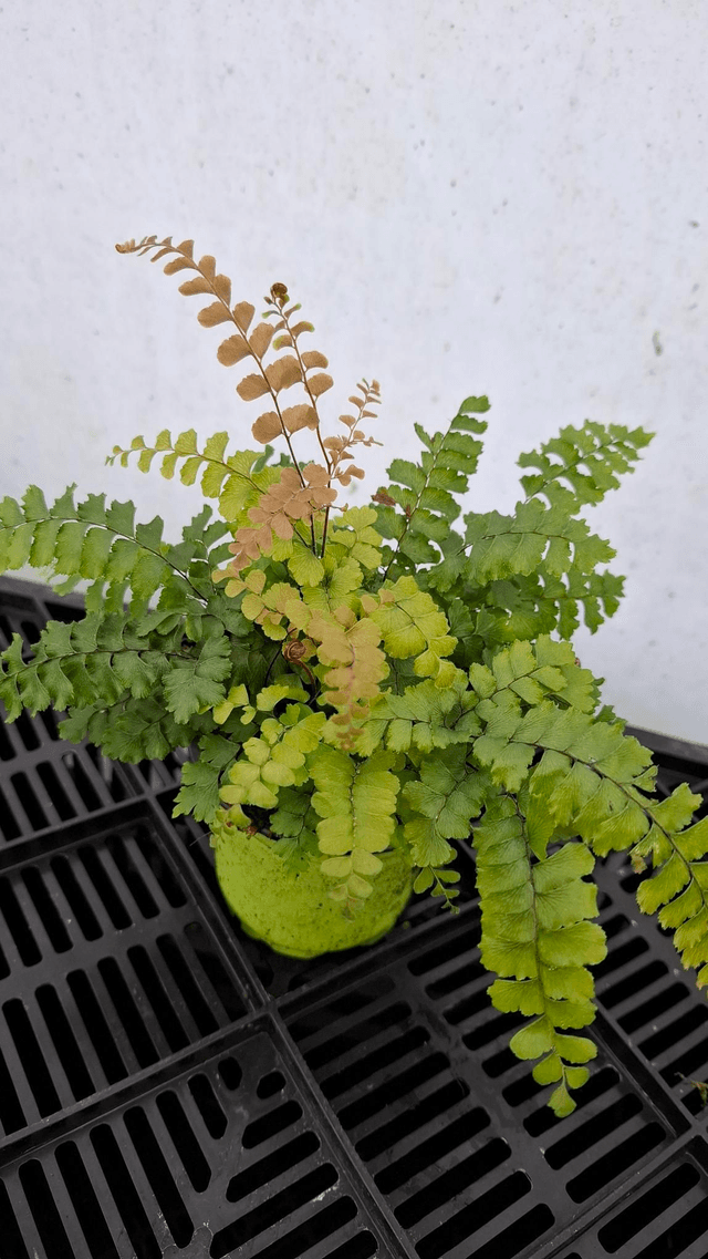 Adiantum pubescence- New Zealand Hairy Maidenhair Fern plug plant