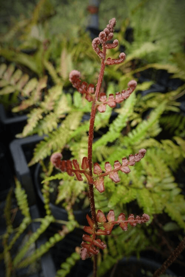 Dryopteris erythrosora ‘prolifica’- Japanese Copper Shield Fern 2 litre