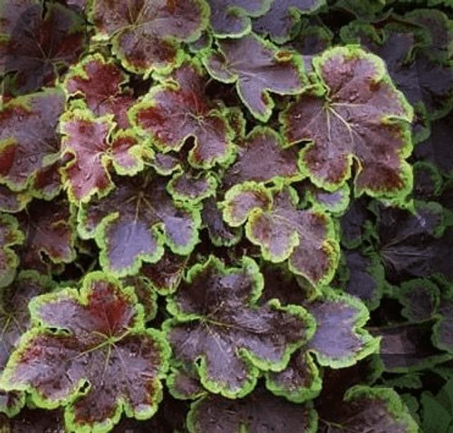 Heucherella &#039;Solar Eclipse&#039; 1 litre