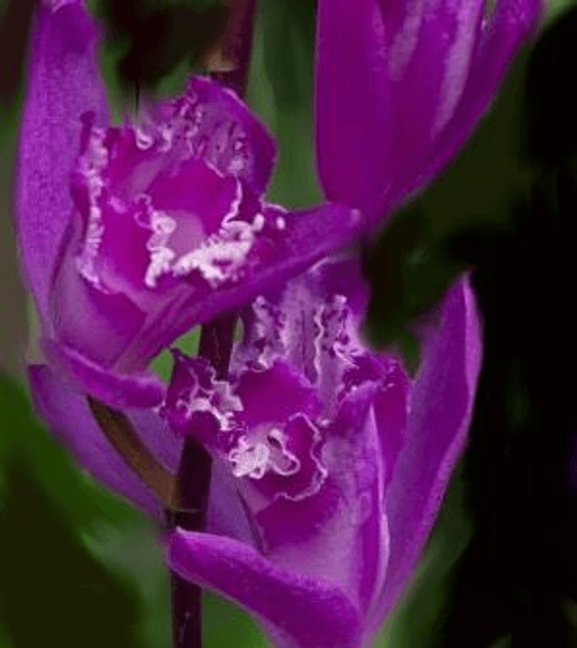 Bletilla striata &#039;Shi-ran&#039; P9