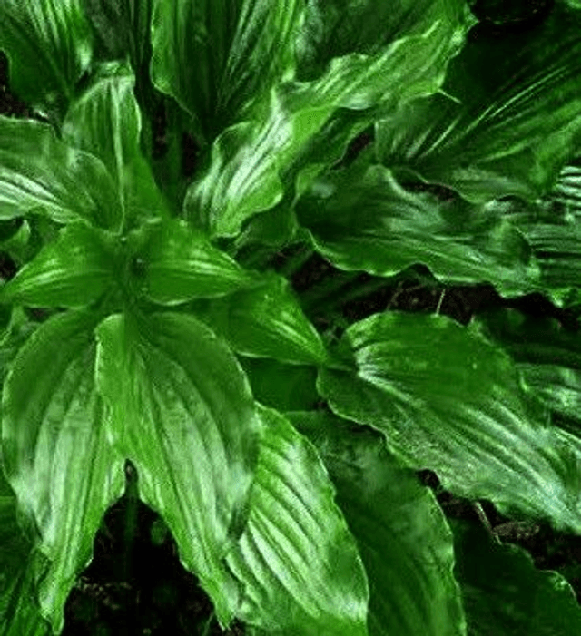 Hosta &#039;Get Nekked&#039; 