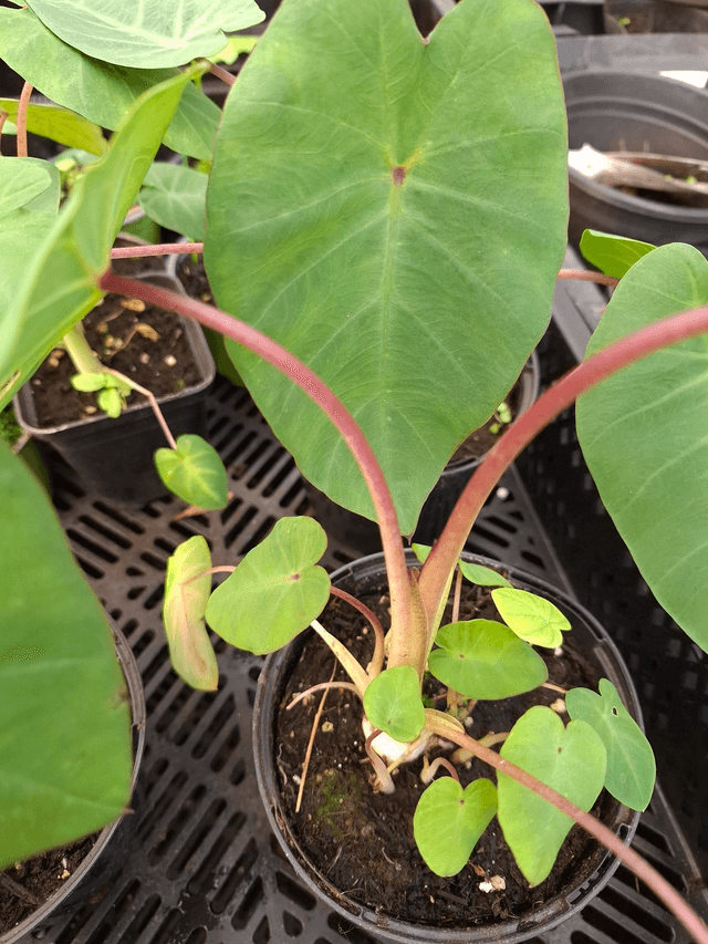 Colocasia &#039;Pink China&#039; - Hardy 1 litre