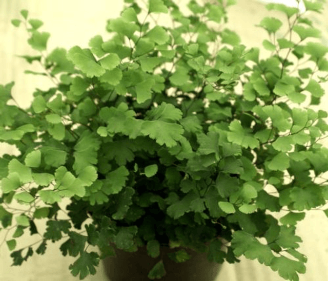 Adiantum capillus-veneris (The Maiden Hair Fern)