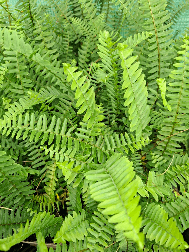 Nephrolepis obliterata- Kimberly Queen Fern p9