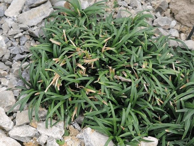 Ophiopogon japonicus Minor P9